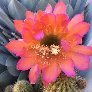 Meet your Posher, Barbie